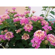 Cây ngũ sắc hồng cánh sen trưởng thành đang hoa