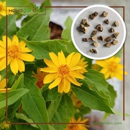 Biji Benih Melampodium Flower(Yellow)/ Butter Daisy/ Bunga Daisy – 20 Seeds