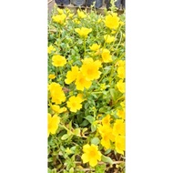 pokok bunga rose jepun