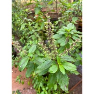 Purple basil plant pot