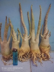 paket 5 bonus 1 pohon murah/adenium karakter/arabicum hibrid/Kamboja Jepang