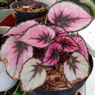 begonia