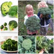 High Quality Seeding 200pcs Broccoli Seeds for Sale Green Cauliflower Organic Vegetable Seeds for Pl