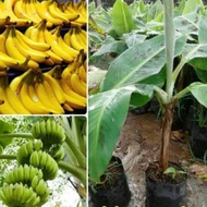 PISANG AMBON SUPER MANISE