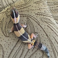 AFT African Fat Tailed Gecko Female