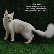 Kucing Mainecoon White Solid CFA