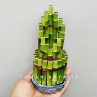 Discount Lucky Bamboo