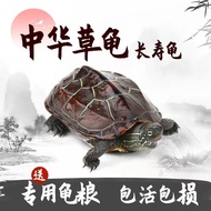 Educational Toys, Fun, Fun Parent-Child Fun