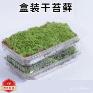 Asparagus Fern Potted Plant Indoor Office Green Plant Flower Bonsai Small Pot PlantD7 GHWJ