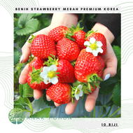 (10 Biji) Benih Bibit Biji - Buah Strawberry Red Korea Jumbo Premium Stroberi Merah Korean Seeds - I