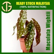 【FAST SHIPPING】Begonia Maculata Wightii - Live Plant