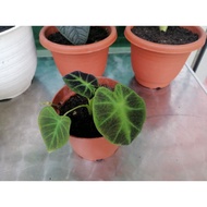 (colocasia Ilustris)