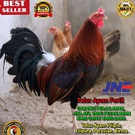 TELUR FERTIL AYAM PILIPIN UNTUK DITETASKAN