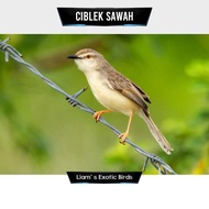Burung Ciblek Sawah Ciwah Pilihan Jantan