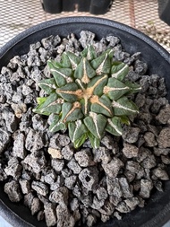 黑牡丹（Ariocarpus kotschoubeyanus）/南非龜甲龍/列加氏漆樹/象牙宮/龍舌蘭嚴龍/象足漆樹/蘇鐵/ 沒藥.乳香/ 黑王丸/鬼棲閣/球腺蔓 /大戢系列/ 布紋球/紅貓/凱撒/白火焰/黑帝斯/白鯨 😊