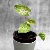 Caladium leopard (keladi thai)