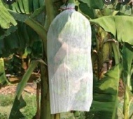 Fruit Cover Pisang ukuran 80cm x 100cm dijual perpcs