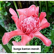 benih bunga kantan merah.