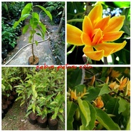 Bibit kembang kantil kuning