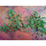 Anak Pokok Pudina / Keratan Pudina / Mint / CUTTING POKOK PUDINA