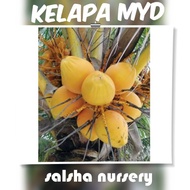 💥🔥 Benih kelapa Malaysia Yellow Dwarf MYD Kelapa Gading