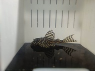 L066 Pleco Fish - King Tiger Pleco 5-6cm