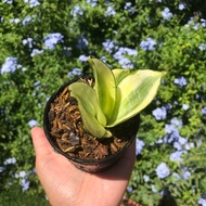 Dwarf Dragon Tongue Air Purifying Plant