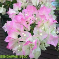 POHON BUGENVIL BUNGA KERTAS//BENGAWAN SOLO/BUGENVIL BUNGA KERTAS/BUGENVIL IMPORT/BUNGA HIAS/BUNGA HI