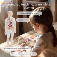 Human Anatomys Skeleton Model Detachable 3d Human Anatomys For Anatomys Learning Brain Developme