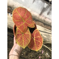 Caladium mix🌿red &amp; yellow colour