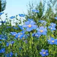[KateSeeds] Blue Flax Flower Seeds for Planting 100 seeds/bag |Benih Bunga Flax Biru | Gardening Flo