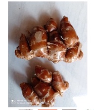 KENCUR SEGAR 1KG kencur/cikur asli ciamis enak wangi cocok untuk bumbu masak atu jamu
