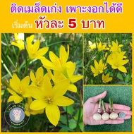 บัวดิน Citrina เหลืองขมิ้น(ติดเมล็ดเก่งเพาะงอกได้ดี)สั่งซื้อสินค้าในร้านขั้นต่ำ100฿