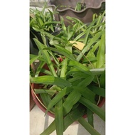 anak pokok rumput siti khadijah@,bejing