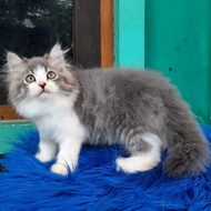Termurah Kucing Persia Kitten Bigbone Bulu Kapas Mix Mainecoon