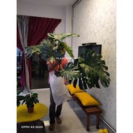 Giant Monstera Deliciosa