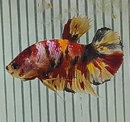 Plakat Fancy Yellow 黄花色将军 Betta Fish/Ikan Laga/打架鱼/斗鱼 (Male/Jantan/公鱼) Size M Breeding On Dec 2024