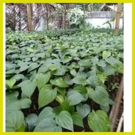 Pangmatagalan Paminta Black Peppercorns seedlings Pamienta black pepper seedlings