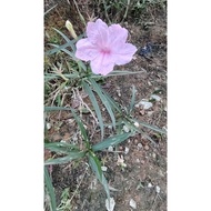 Pokok Bunga Ruellia simplex + random free gift