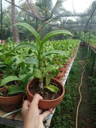 Anggrek Dendrobium Import Bangkok Thailand Pra Dewasa Sd Dewasa