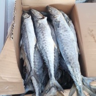 ikan tenggiri masam Pangkor HALAL Bersih sedap masak kailan ikan masin