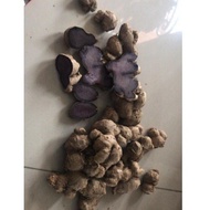 Ready bibit Kunyit Hitam Asli 1 kg