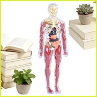 Human Body Model for Kids Science Human Body Toy Interactive Anatomy Model for Home School Kindergar