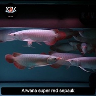 Arwana super red spauk 30 cm up/arwana super red/super red/sr