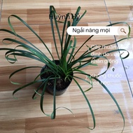 Pot of wormwood (>2 roots)