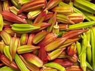 : 10 semi Semi Hill Country Gombo, Bhindi, Gumbo, Abelmoschus:Seeds Only