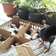 DOC Bibit Anak Ayam Kampung Jowo Super (Joper)