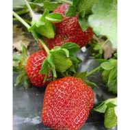 Albion American strawberry tree - 1 American albion seedling