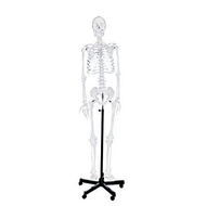Human Skeleton Model 180Cm