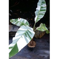 Musa D'ang Florida 'Variegated Banana' l Live Plant • Rare Plant Collection
